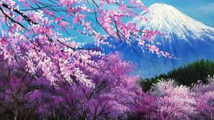 جشنواره شکوفه های گیلاس
